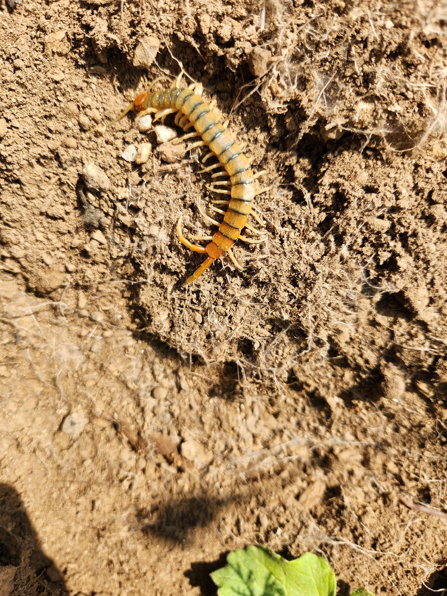 Scolopendra polymorpha Wood, 1861