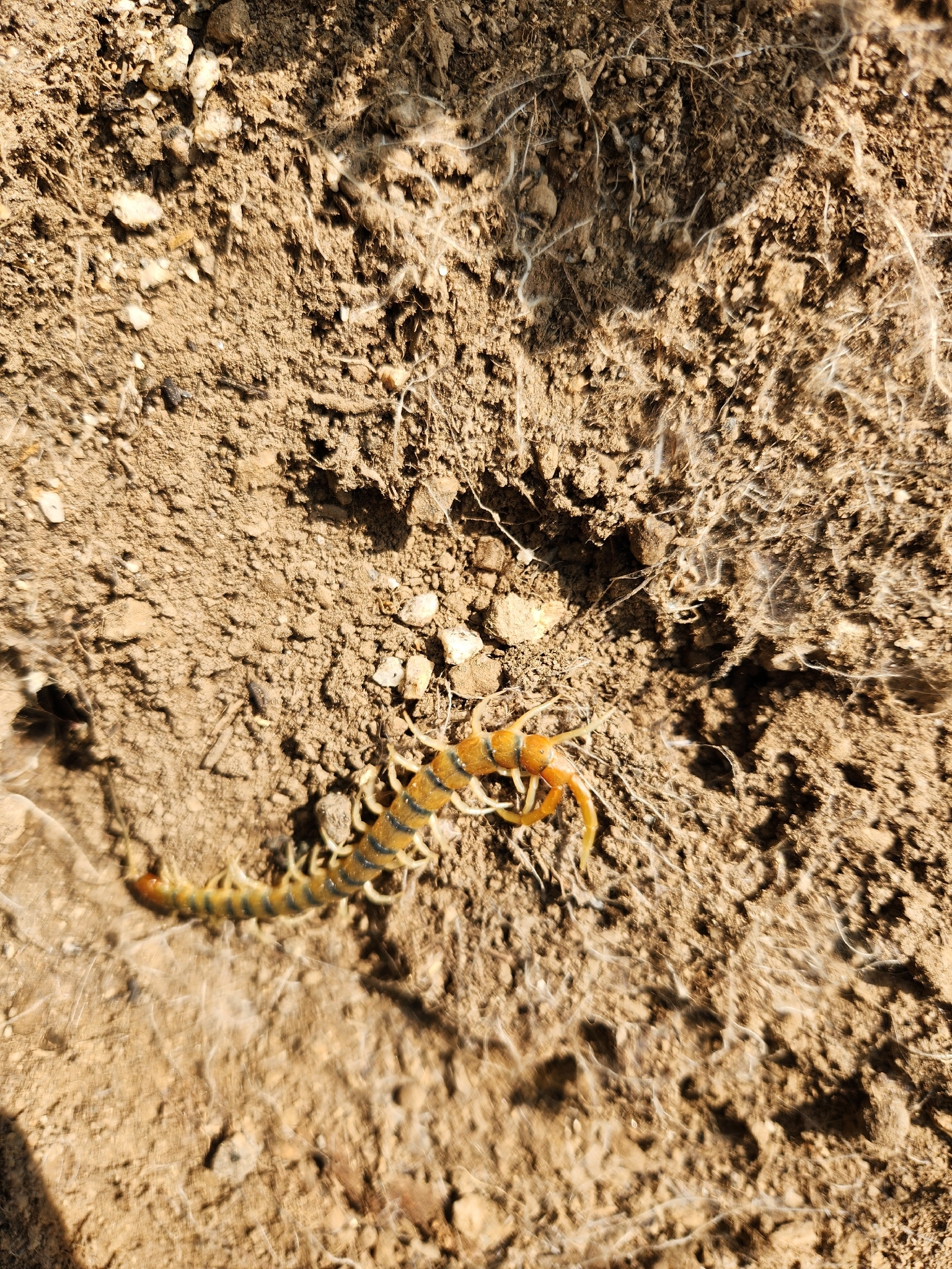 Scolopendra polymorpha Wood, 1861