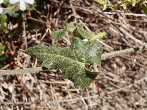 Arizona Milkvine (Gonolobus arizonicus)
