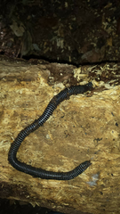 Fletcherodrilus unicus