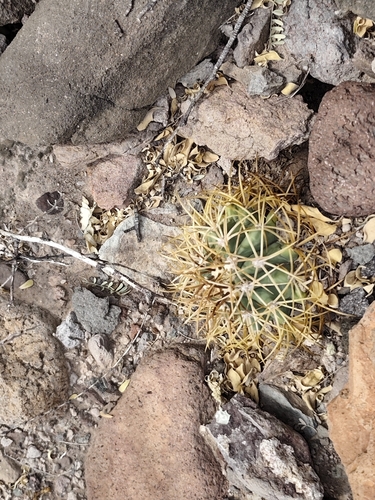 Ferocactus diguetii