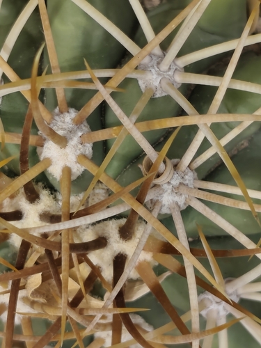 Ferocactus diguetii