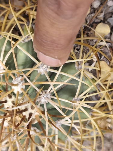 Ferocactus diguetii
