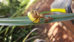 Raptrix