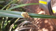Raptrix