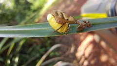 Raptrix