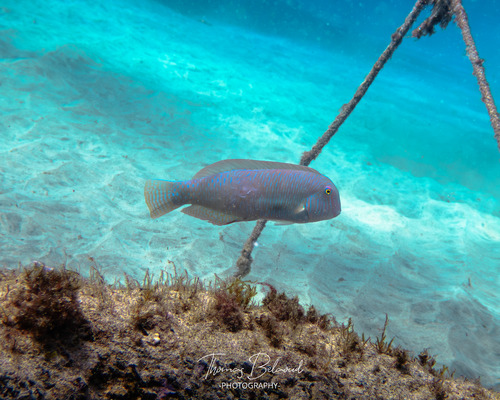 Xyrichtys novacula