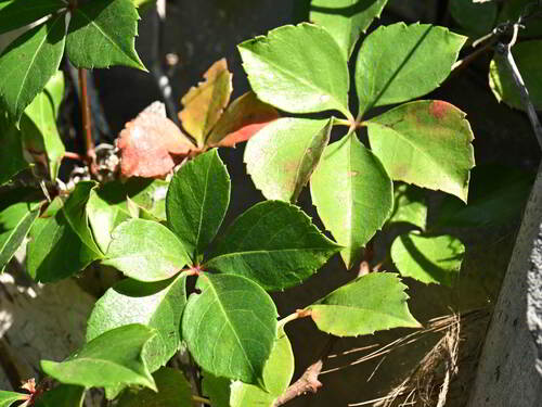 Parthenocissus quinquefolia