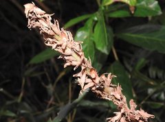 Alpinia stachyodes
