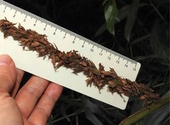 Alpinia stachyodes
