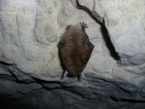 Brown Big-eared Bat