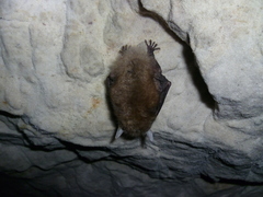 Brown Long-Eared Bat photo 5