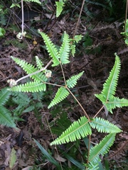 Dicranopteris pedata