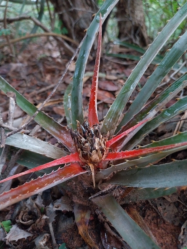 Bromelia estevesii