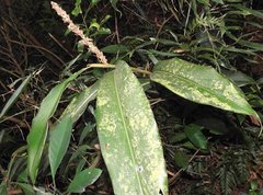 Alpinia stachyodes