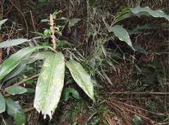 Alpinia stachyodes