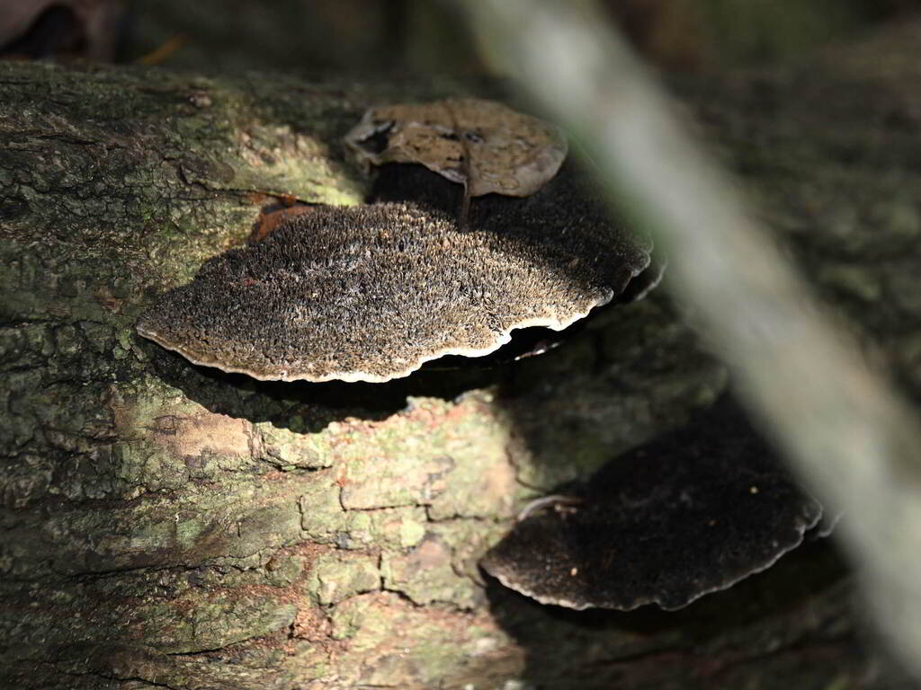 Hexagonia hydnoides · January 2026 · photo: © dvollmar (iNaturalist, cc0)