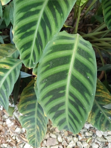 Foto de Maranta, Sassará