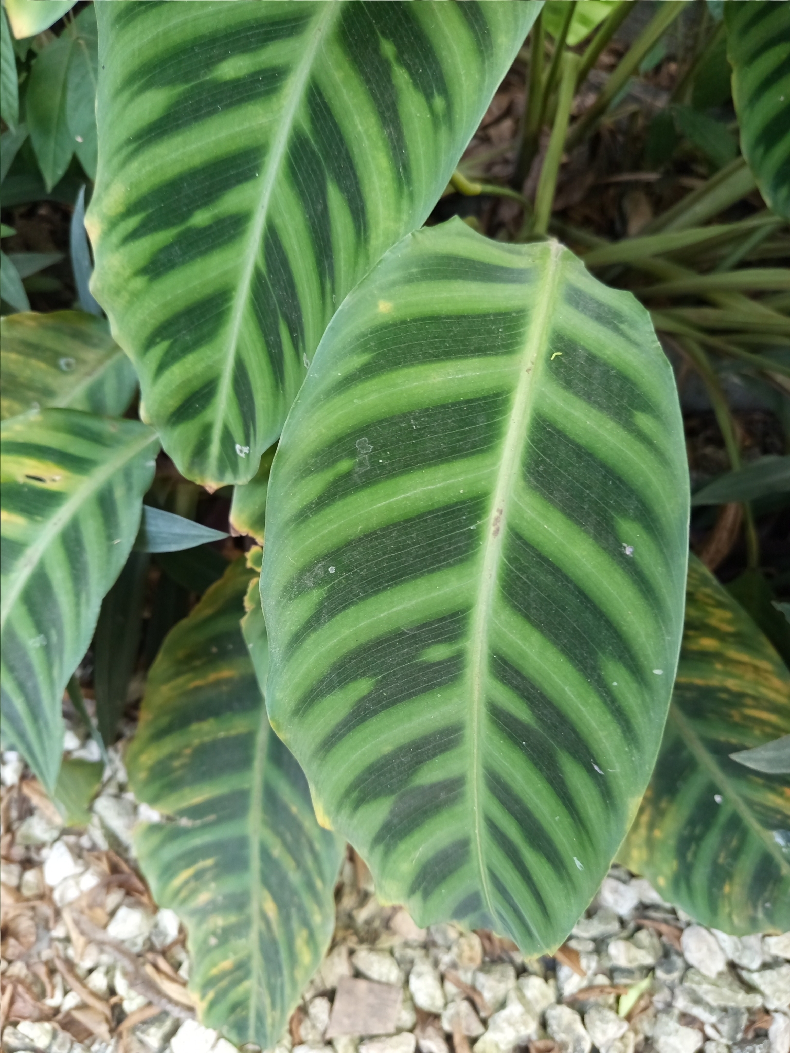 Imagem de Maranta, Sassará