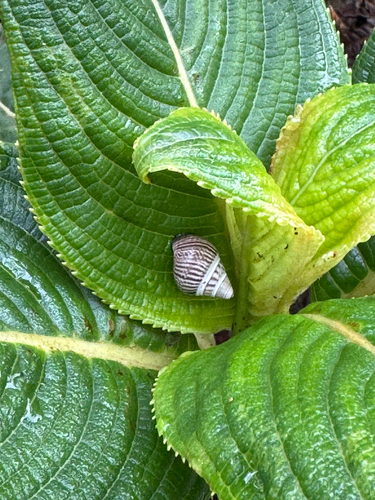 Achatinella mustelina mustelina, 2025-12-10