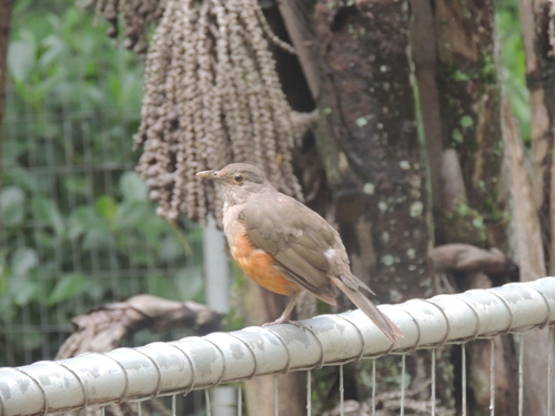Rufous-bellied Thrush (Turdus rufiventris), photo 4
