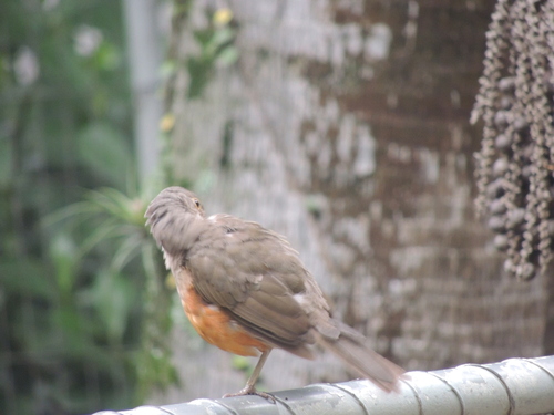 Rufous-bellied Thrush (Turdus rufiventris), photo 5