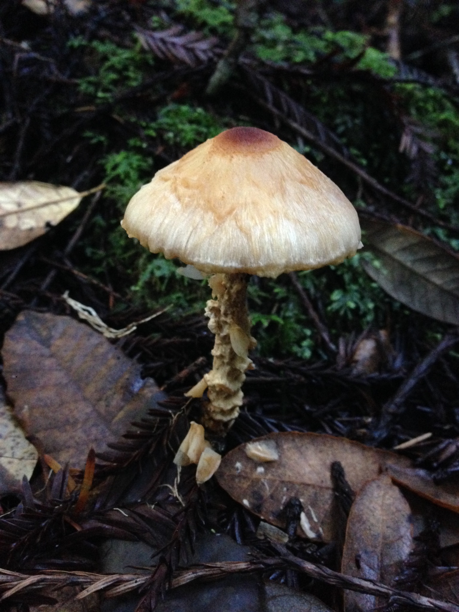 Lepiota magnispora image