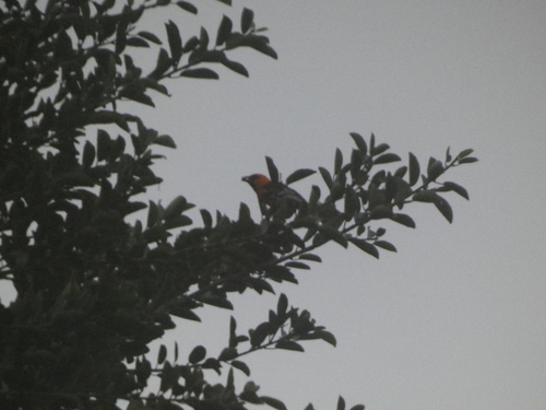 Altamira Oriole (Icterus gularis), photo 3