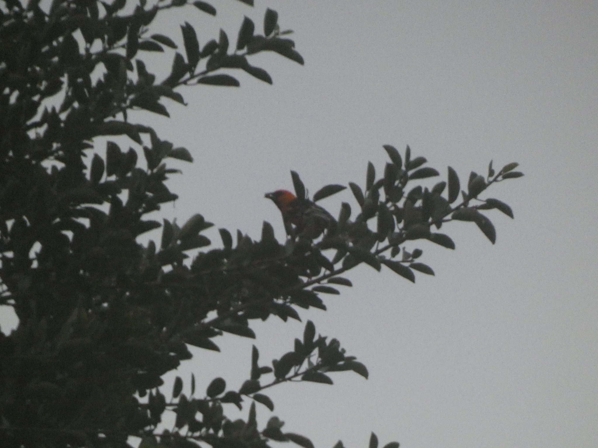 Altamira Oriole (Icterus gularis), photo 3