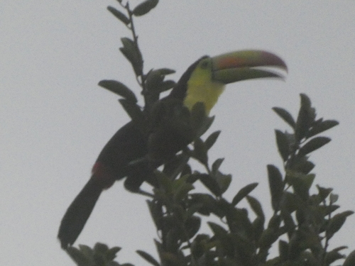 Keel-billed Toucan (Ramphastos sulfuratus), photo 4