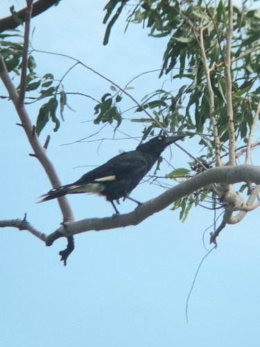 Pied Currawong (Strepera graculina), photo 5