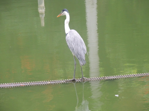 Cocoi Heron (Ardea cocoi), photo 4