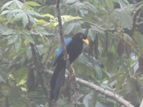 Yucatan Jay (Cyanocorax yucatanicus), photo 2