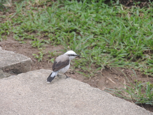 Masked Water Tyrant (Fluvicola nengeta), photo 8