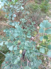 Coronilla