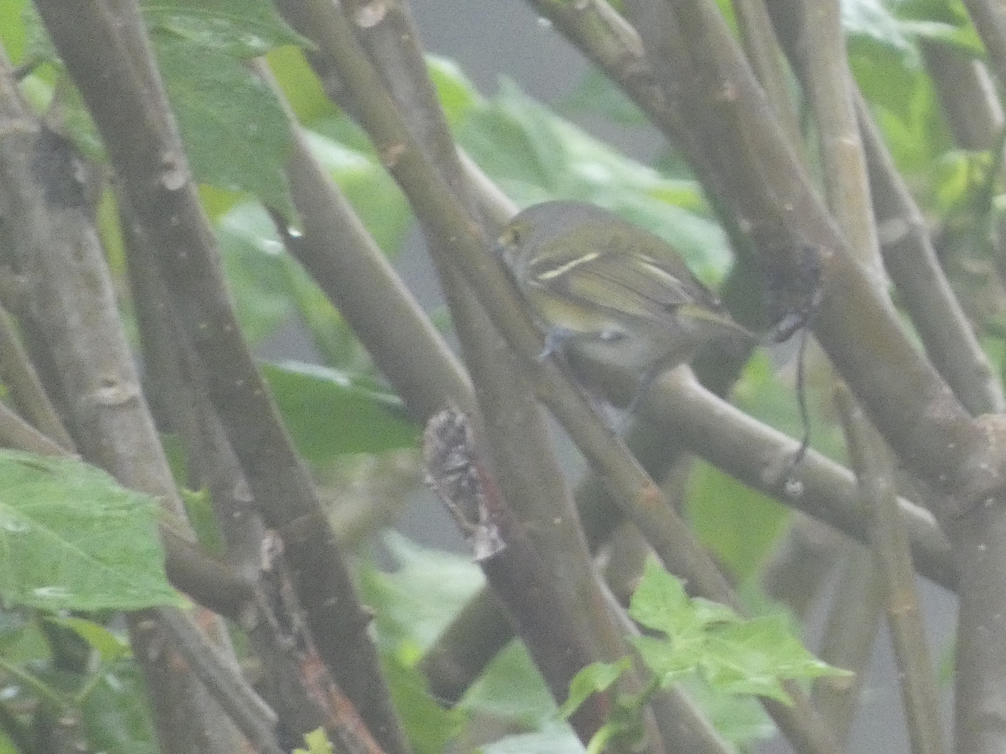 White-eyed Vireo (Vireo griseus), photo 4