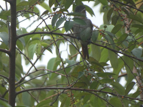 Rose-throated Becard (Pachyramphus aglaiae)