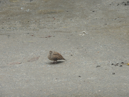 Ruddy Ground Dove (Columbina talpacoti), photo 7