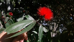 Calliandra trinervia