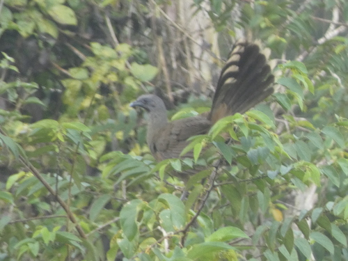 Plain Chachalaca (Ortalis vetula), photo 5
