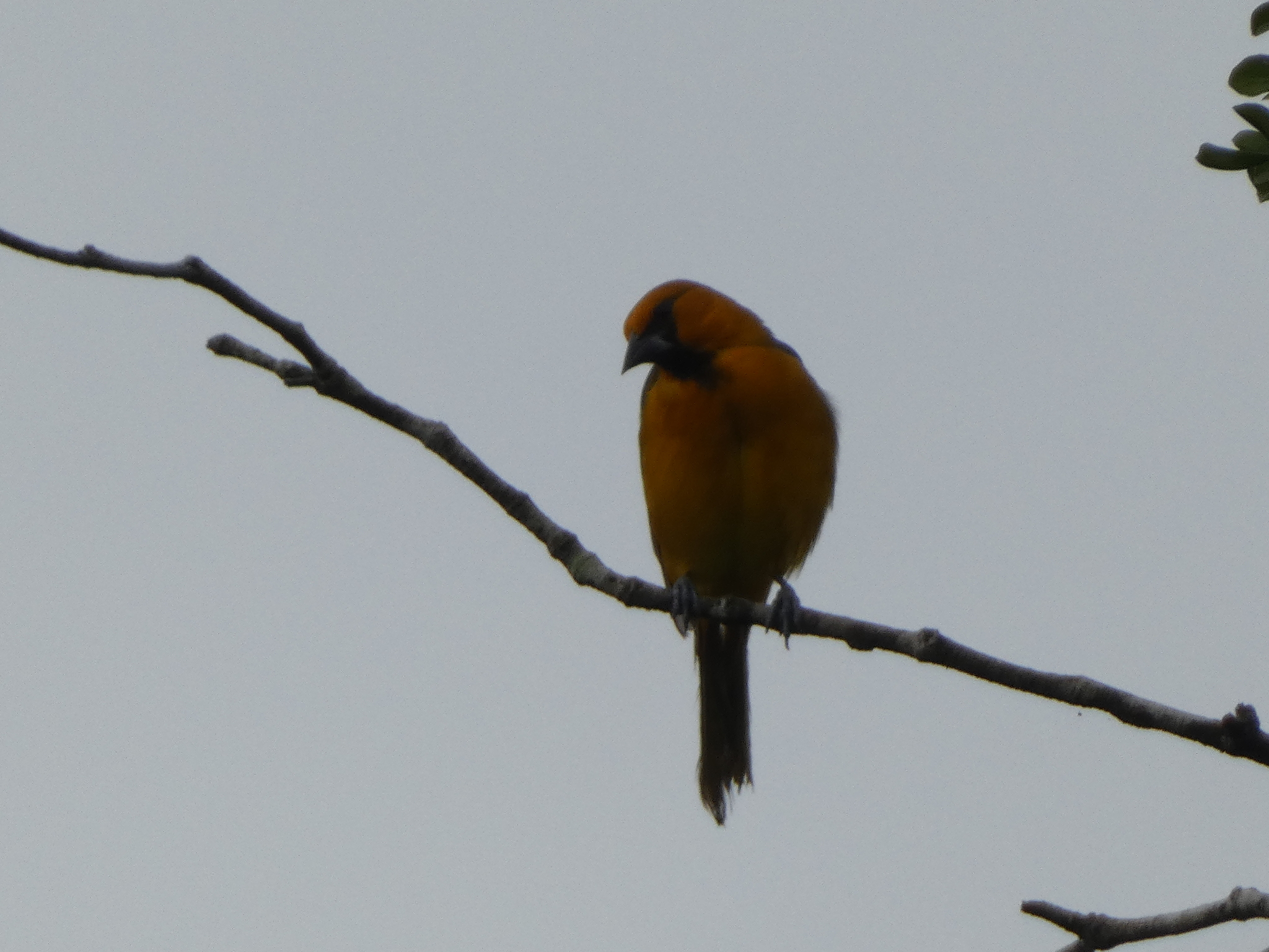 Altamira Oriole (Icterus gularis), photo 6