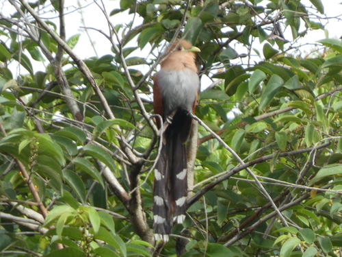 Common Squirrel Cuckoo (Piaya cayana), photo 7