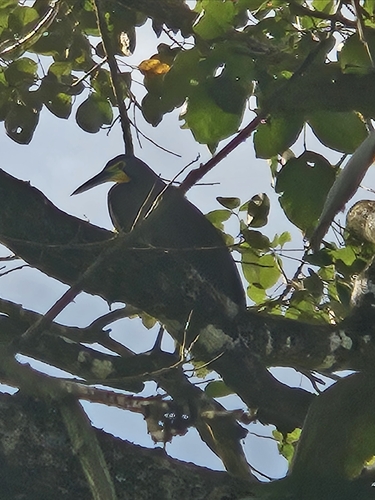 Bare-throated Tiger Heron (Tigrisoma mexicanum), photo 8