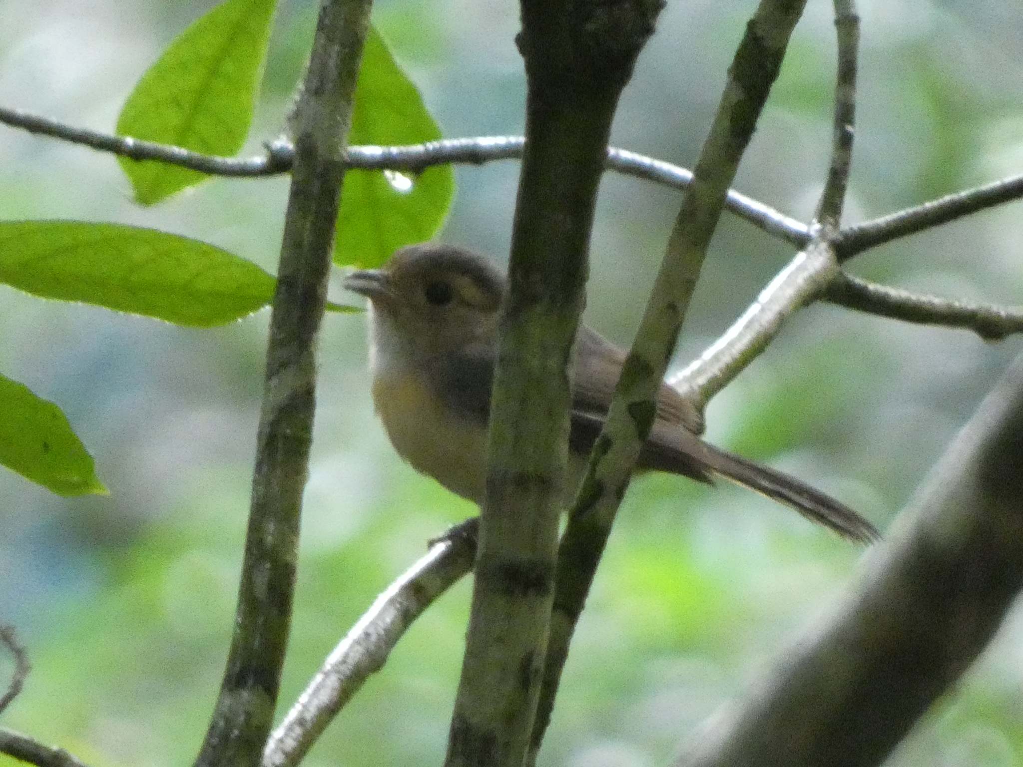 Grey-throated Chat (Granatellus sallaei), photo 2