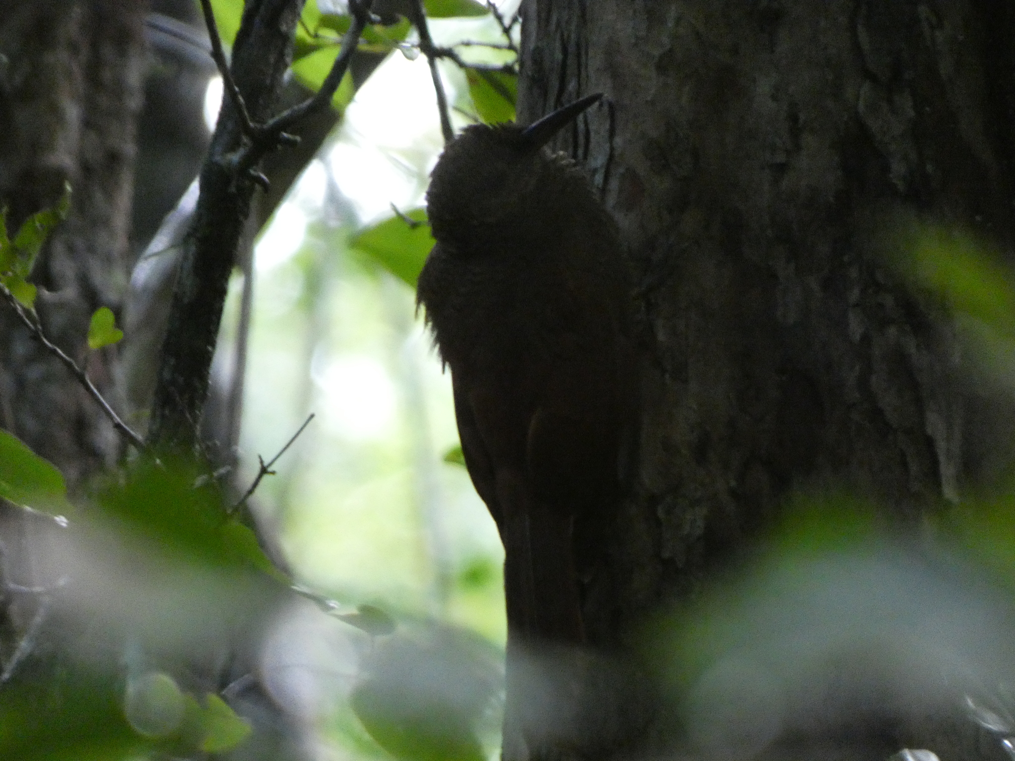 Northern Barred Woodcreeper (Dendrocolaptes sanctithomae), photo 2