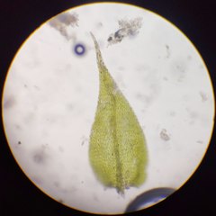 Sciuro-hypnum reflexum