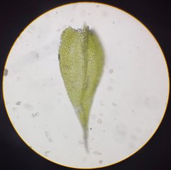 Sciuro-hypnum reflexum