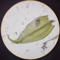 Sciuro-hypnum reflexum