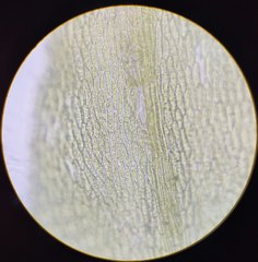 Sciuro-hypnum reflexum