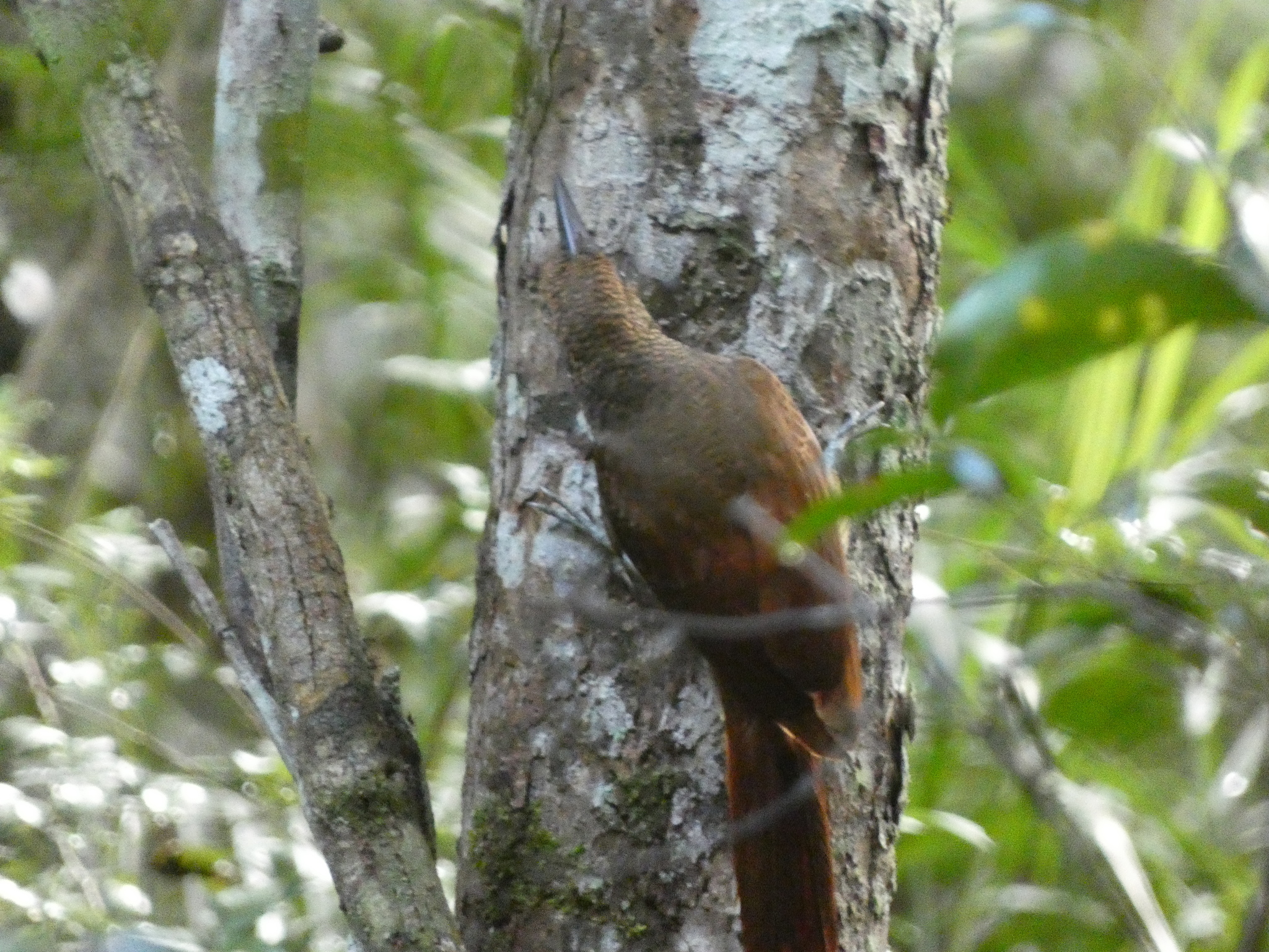Northern Barred Woodcreeper (Dendrocolaptes sanctithomae), photo 5